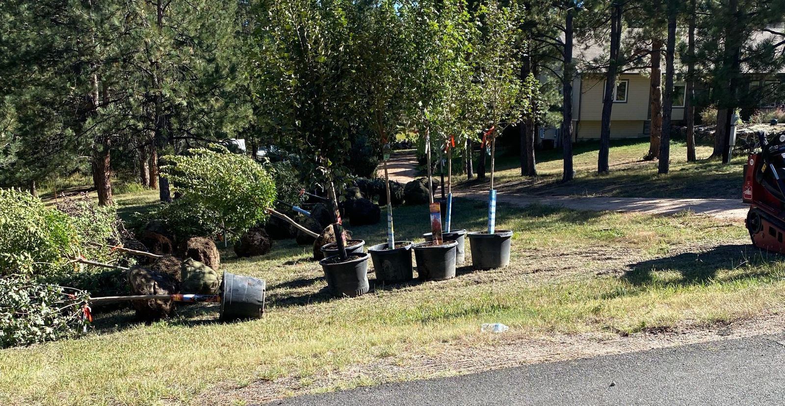 Balled-and-burlapped nursery trees staged for planting along a Front Range property.